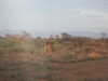 (33) Sur la route entre Nairobi et Amboselli