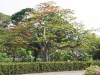 (22) Thailande - arbre typique